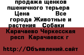 продажа щенков пшеничного терьера › Цена ­ 35 000 - Все города Животные и растения » Собаки   . Карачаево-Черкесская респ.,Карачаевск г.